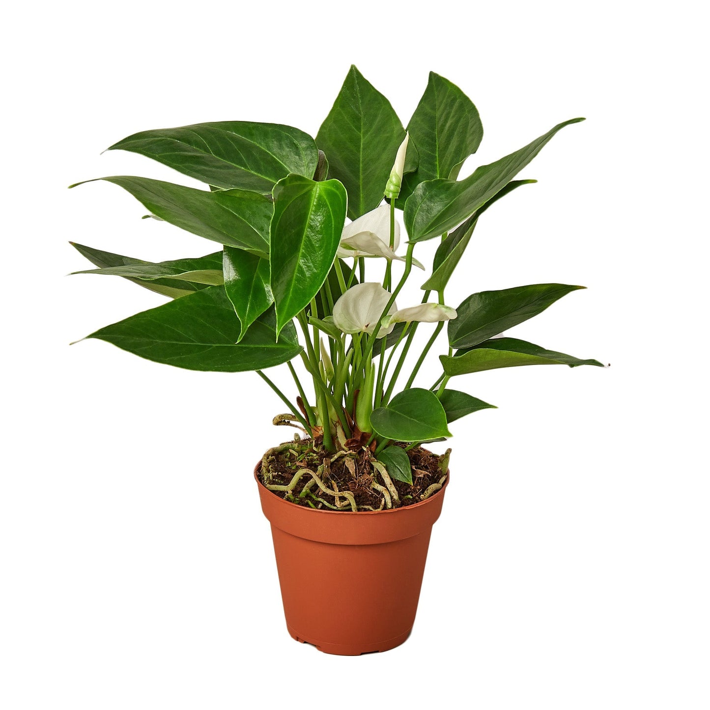 Anthurium White indoor plant Rooted Treasures Farms with green leaves in terracotta pot on Tampa Home & Garden Store