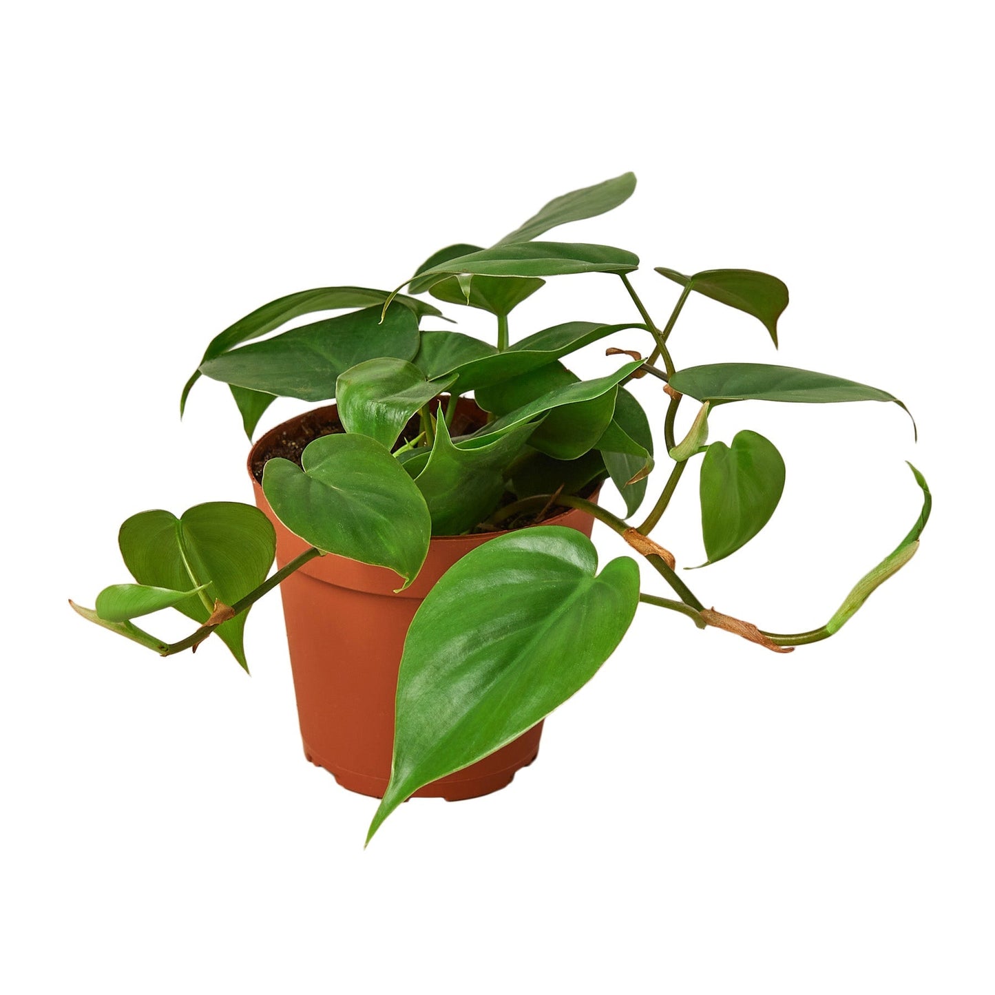 Philodendron Cordatum Heartleaf in 4in nursery pot with green trailing leaves on Tampa Home & Garden Store