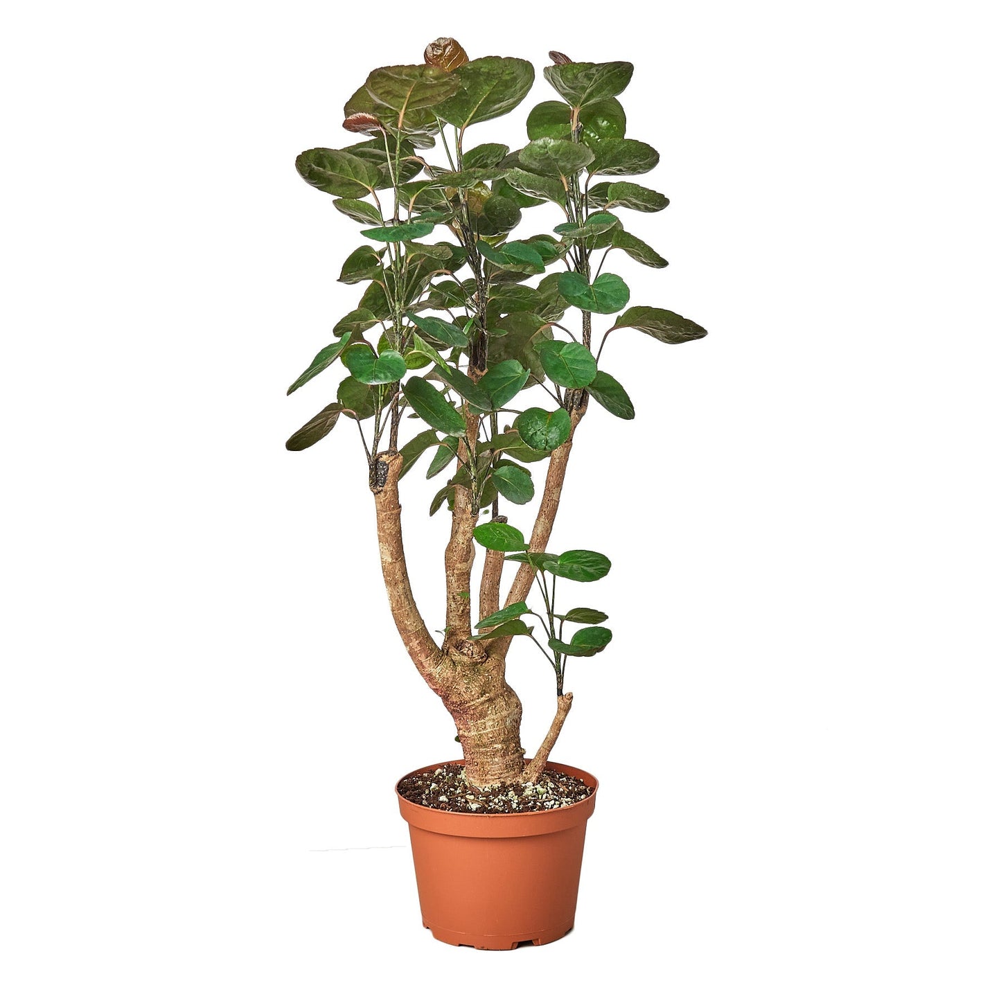 Aralia Fabian Stump Polyscias Scutellaria indoor plant with oval leaves in pot Rooted Treasures on Tampa Home & Garden Store