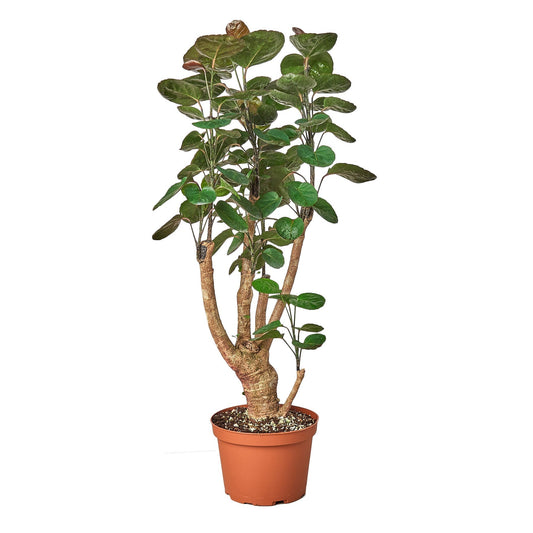 Aralia Fabian Stump Polyscias Scutellaria indoor plant with oval leaves in pot Rooted Treasures on Tampa Home & Garden Store