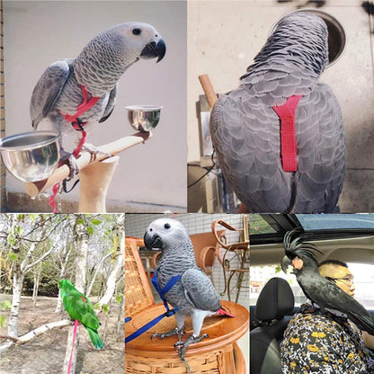 Parrot flying rope and red harness; 5 harnessed birds shown on Tampa Home & Garden Store
