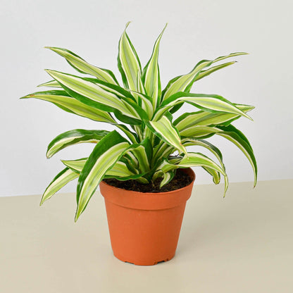 Dracaena Malaika indoor plant with variegated green cream leaves in a terracotta pot on Tampa Home & Garden Store