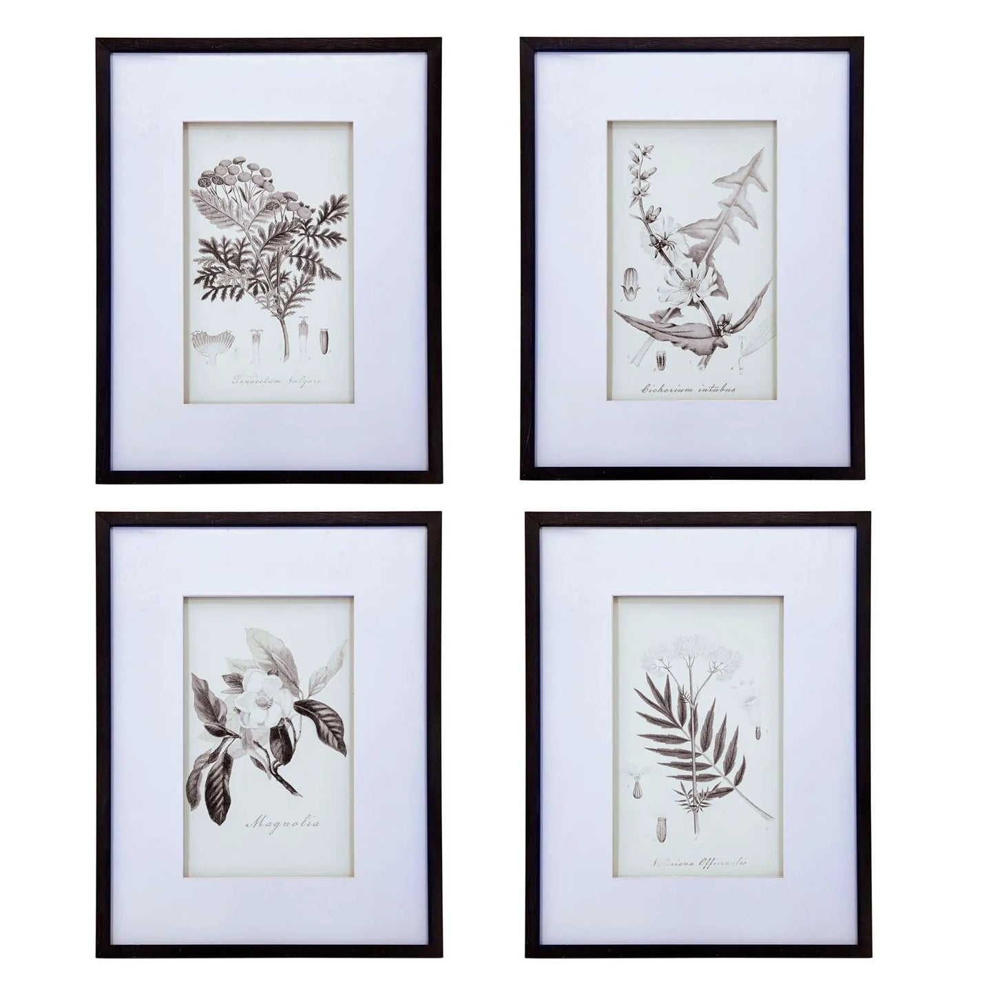 Framed botanical wall art prints set of 4 with white mats and black frames on Tampa Home & Garden Store