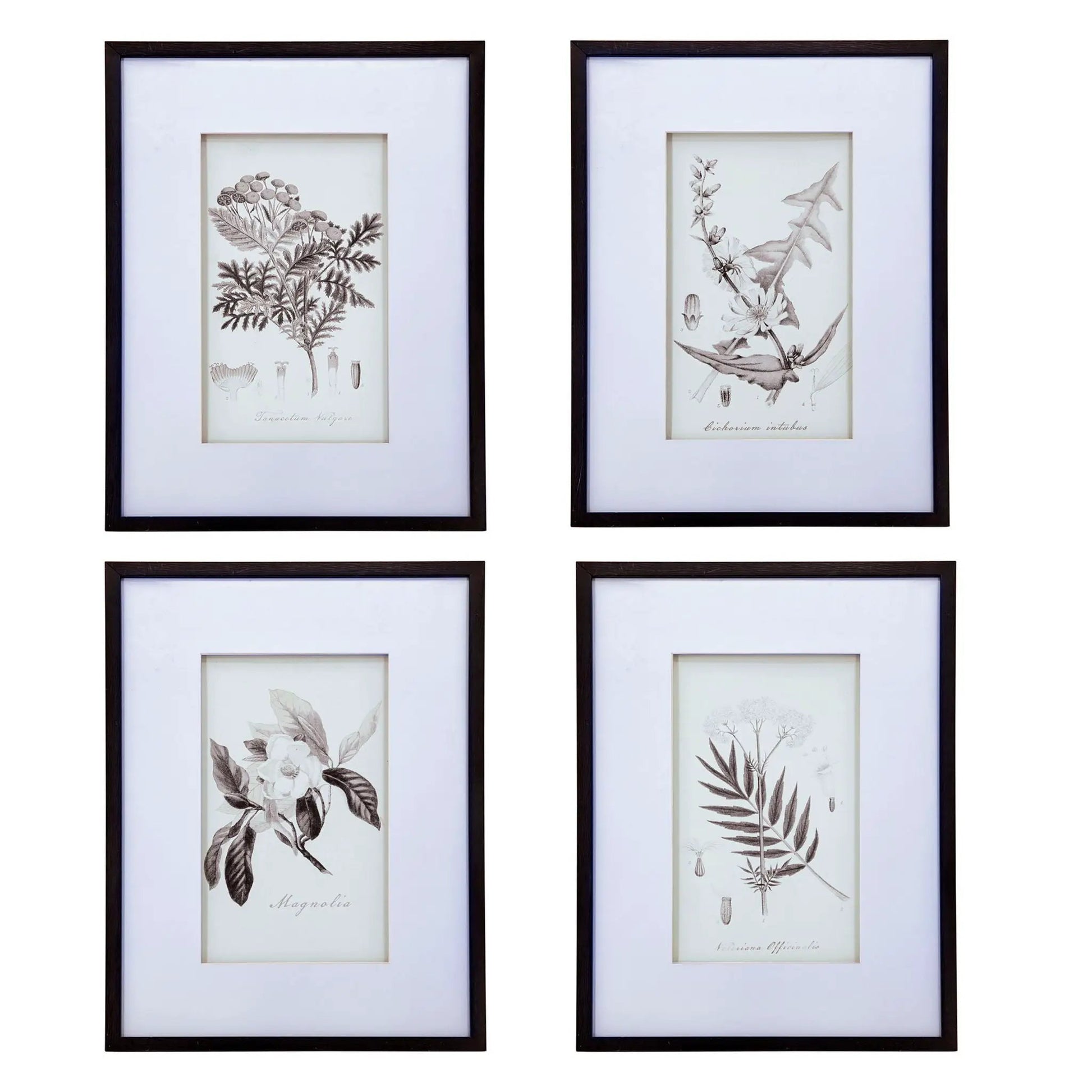 Framed botanical wall art prints set of 4 with white mats and black frames on Tampa Home & Garden Store