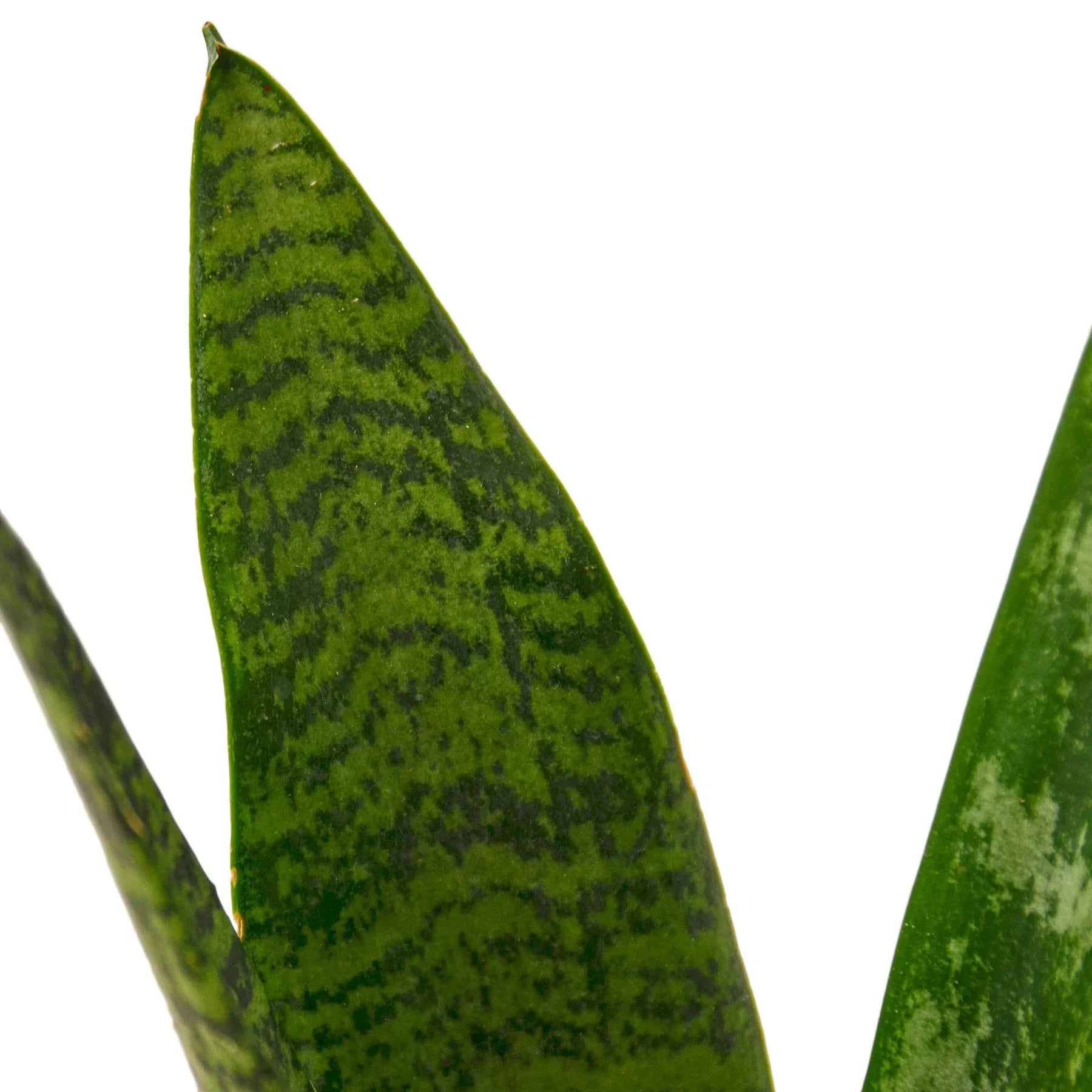 Snake Plant Zeylanica indoor plant with dark green variegated leaves (3 blades) on Tampa Home & Garden Store