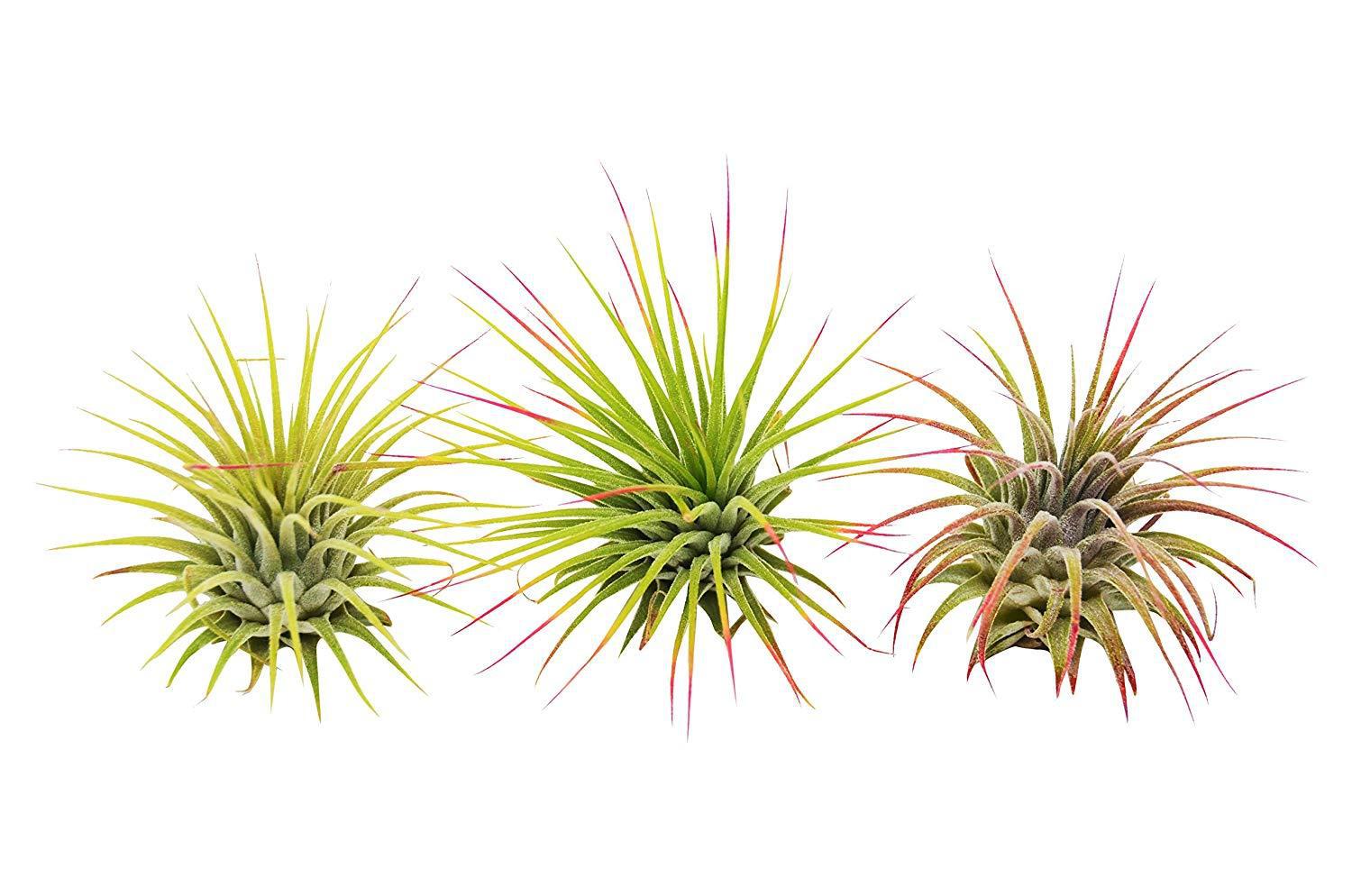 3 Ionantha Guatemala air plants with spiky green leaves and red-tipped tips on Tampa Home & Garden Store