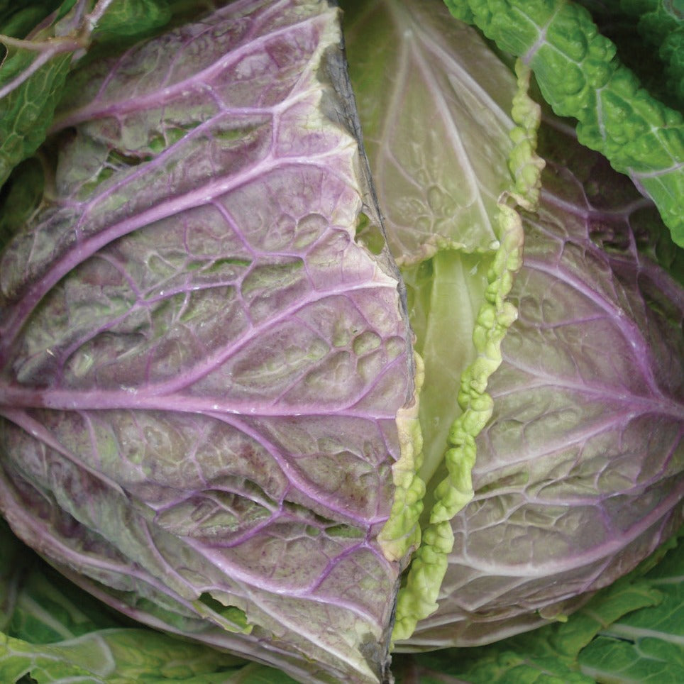 Purple Savoy cabbage head with violet veins and crinkled leaves on Tampa Home & Garden Store