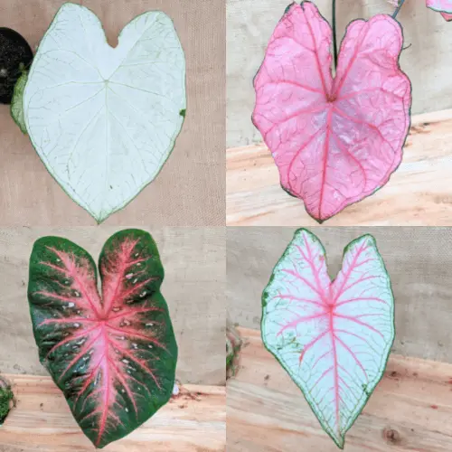 Caladium Mix Bulbs for Indoor and Outdoor Gardens