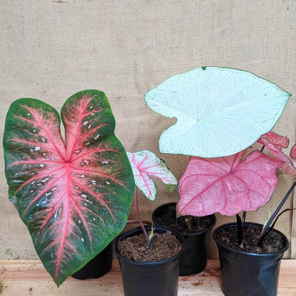 Caladium Mix Bulbs for Indoor and Outdoor Gardens