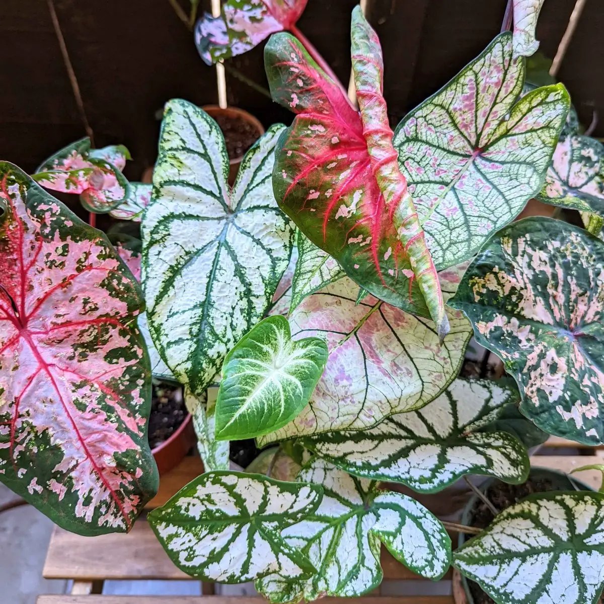 Caladium Mix Bulbs for Indoor and Outdoor Gardens