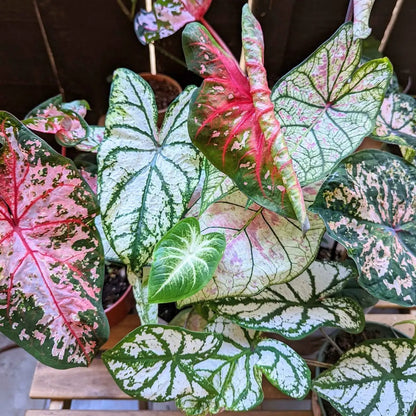 Caladium Mix Bulbs for Indoor and Outdoor Gardens