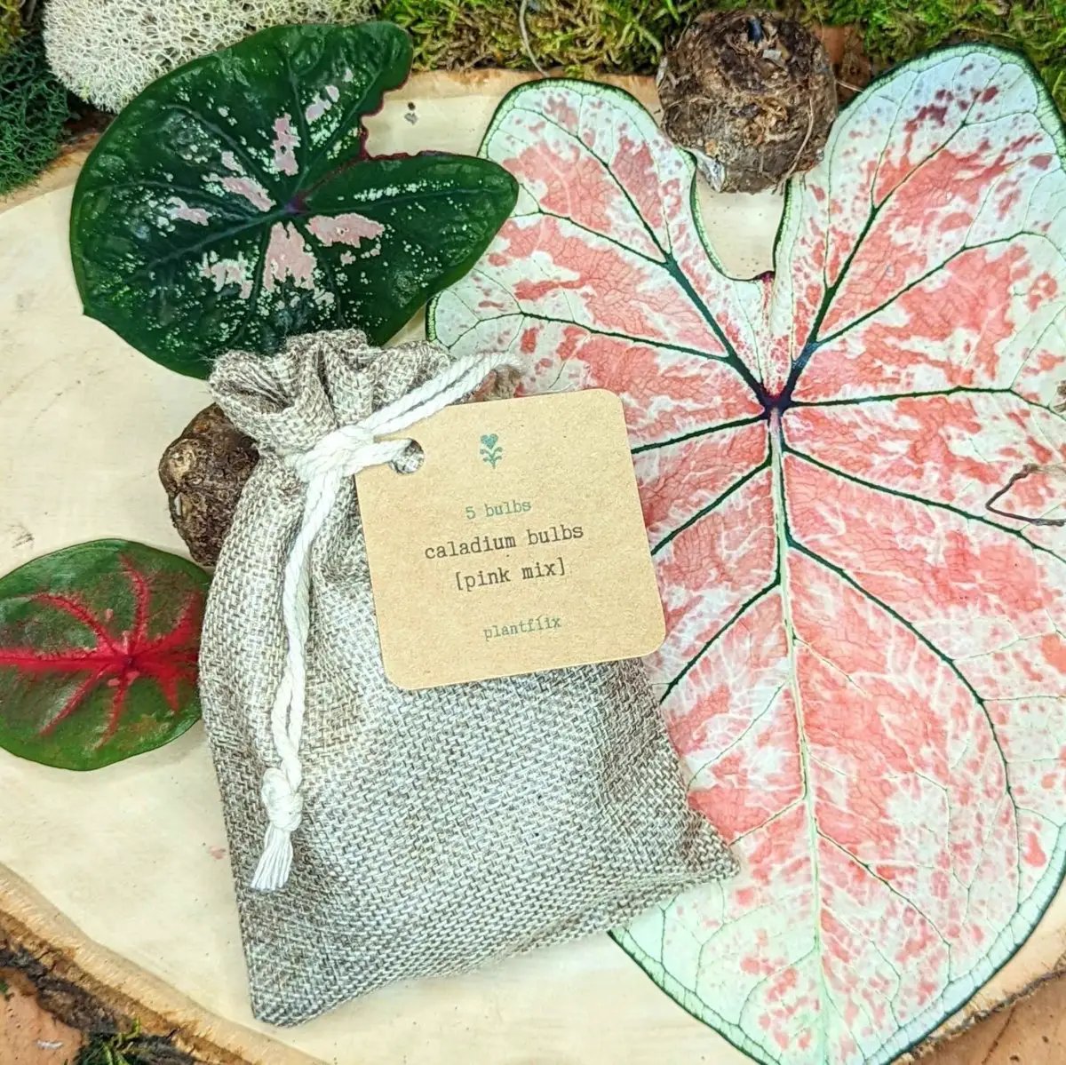 Caladium Mix Bulbs for Indoor and Outdoor Gardens