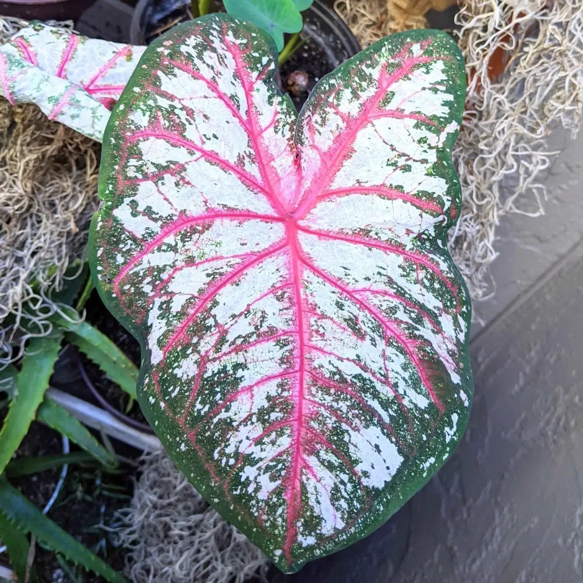 Caladium Mix Bulbs for Indoor and Outdoor Gardens