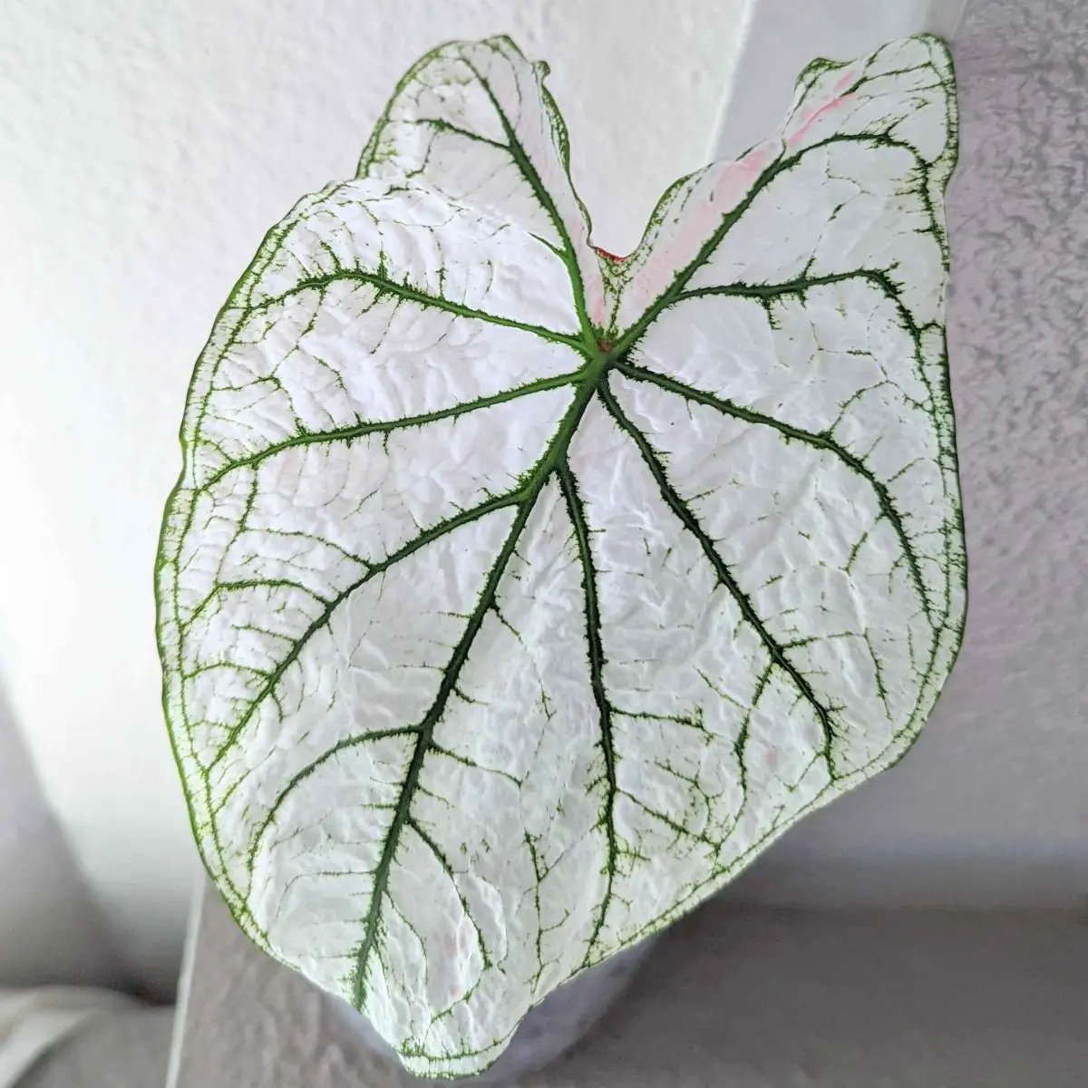 Caladium Mix Bulbs for Indoor and Outdoor Gardens