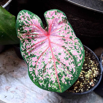 Caladium Mix Bulbs for Indoor and Outdoor Gardens