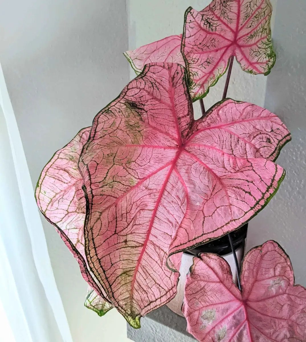 Caladium Mix Bulbs for Indoor and Outdoor Gardens