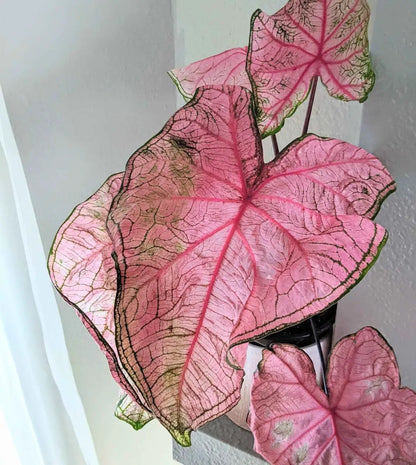 Caladium Mix Bulbs for Indoor and Outdoor Gardens
