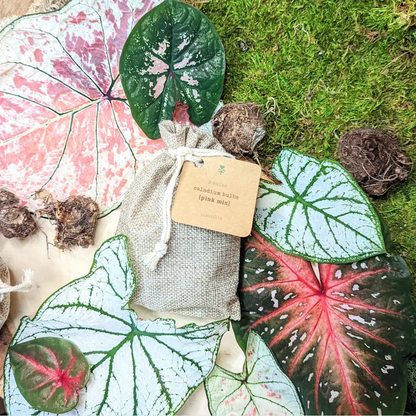 Caladium Mix Bulbs for Indoor and Outdoor Gardens