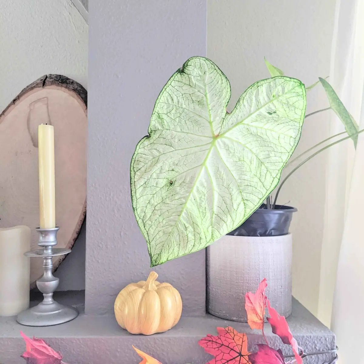 Caladium Mix Bulbs for Indoor and Outdoor Gardens