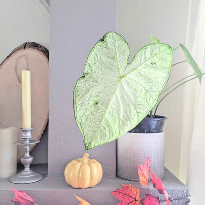 Caladium Mix Bulbs for Indoor and Outdoor Gardens