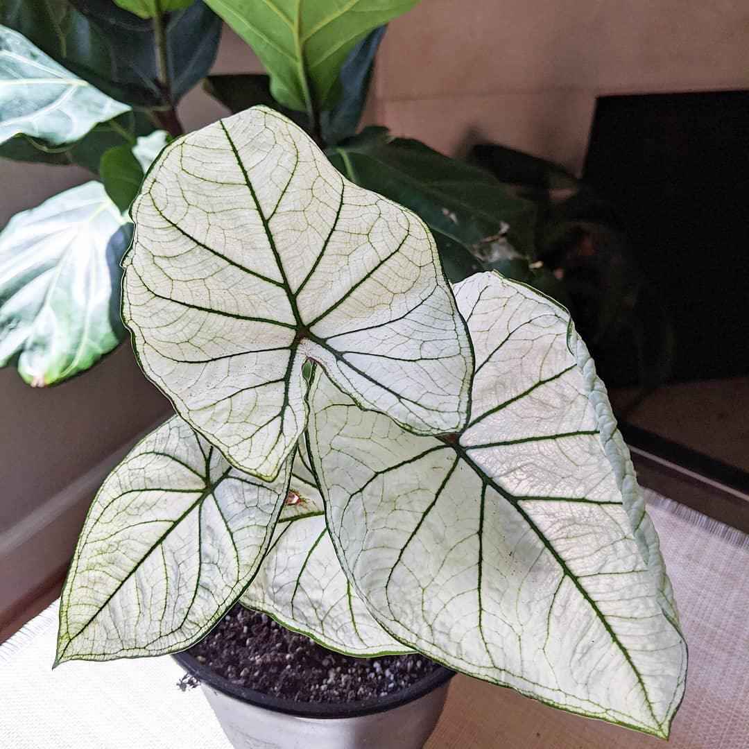 Caladium Mix Bulbs for Indoor and Outdoor Gardens