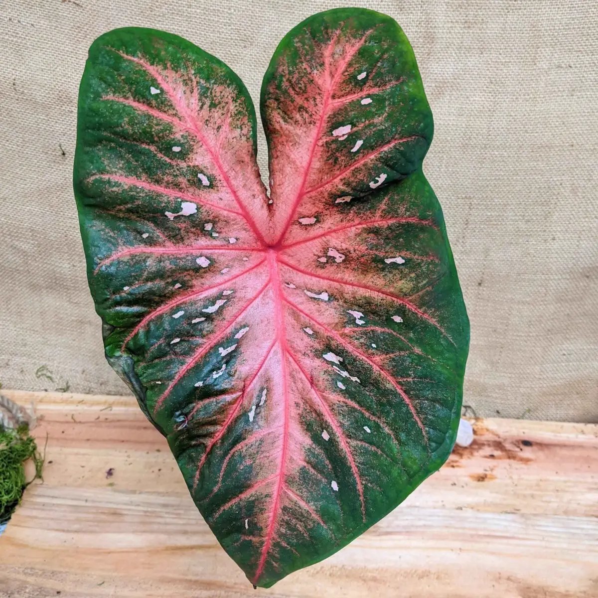 Caladium Mix Bulbs for Indoor and Outdoor Gardens