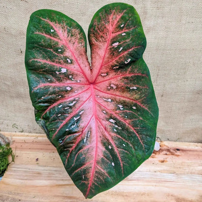 Caladium Mix Bulbs for Indoor and Outdoor Gardens