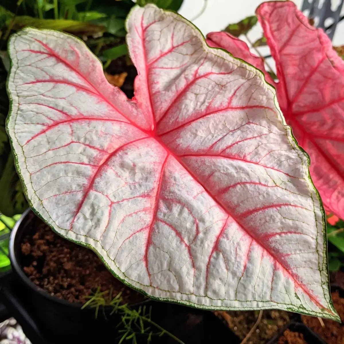 Caladium Mix Bulbs for Indoor and Outdoor Gardens