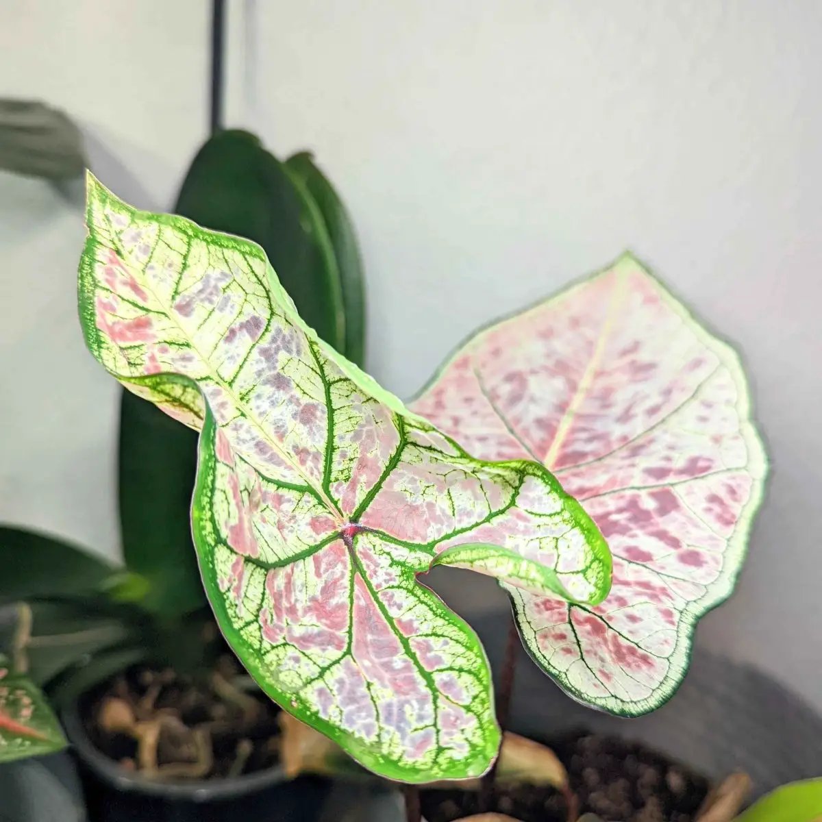 Caladium Mix Bulbs for Indoor and Outdoor Gardens