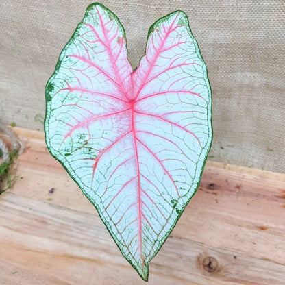 Caladium Mix Bulbs for Indoor and Outdoor Gardens