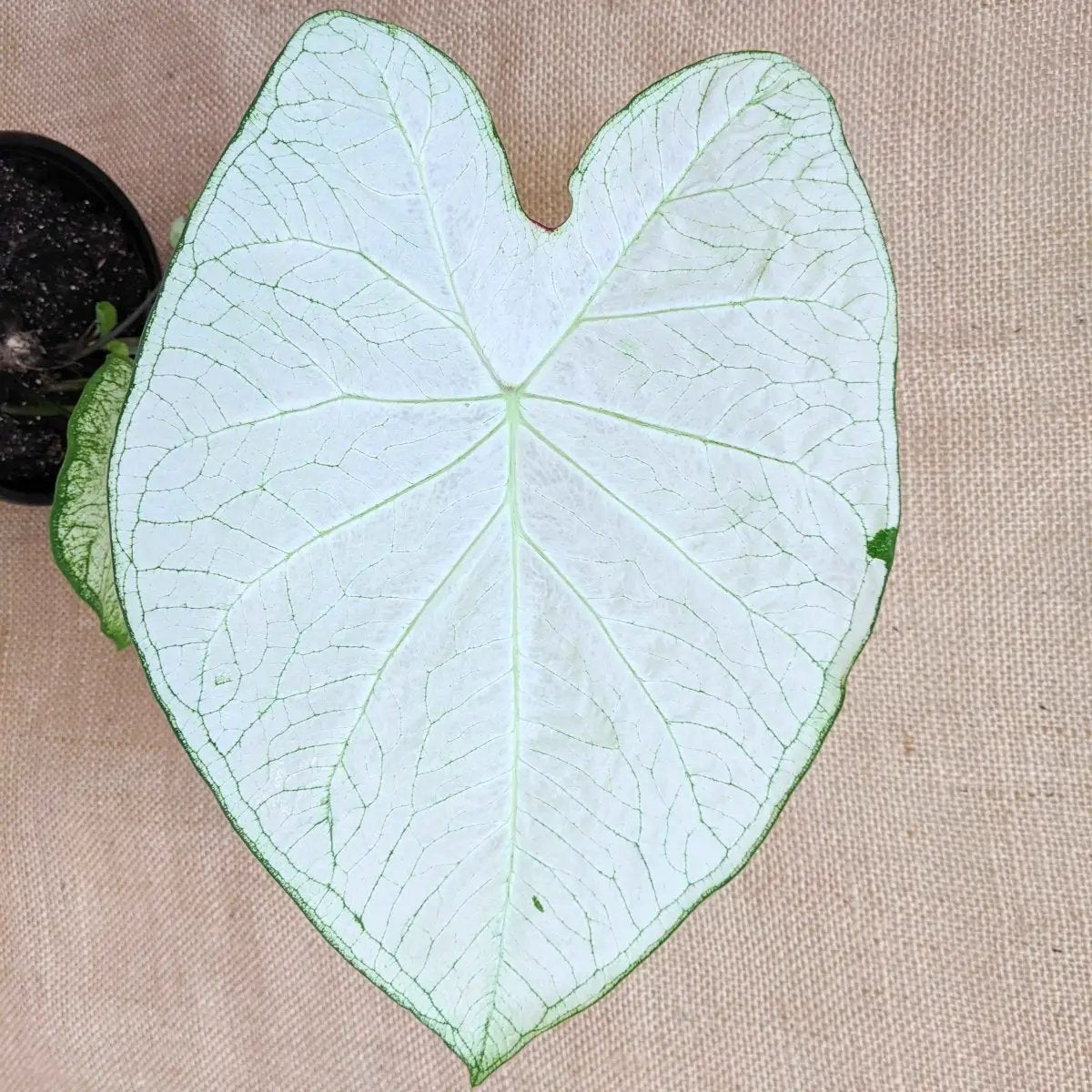 Caladium Mix Bulbs for Indoor and Outdoor Gardens