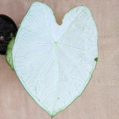 Caladium Mix Bulbs for Indoor and Outdoor Gardens