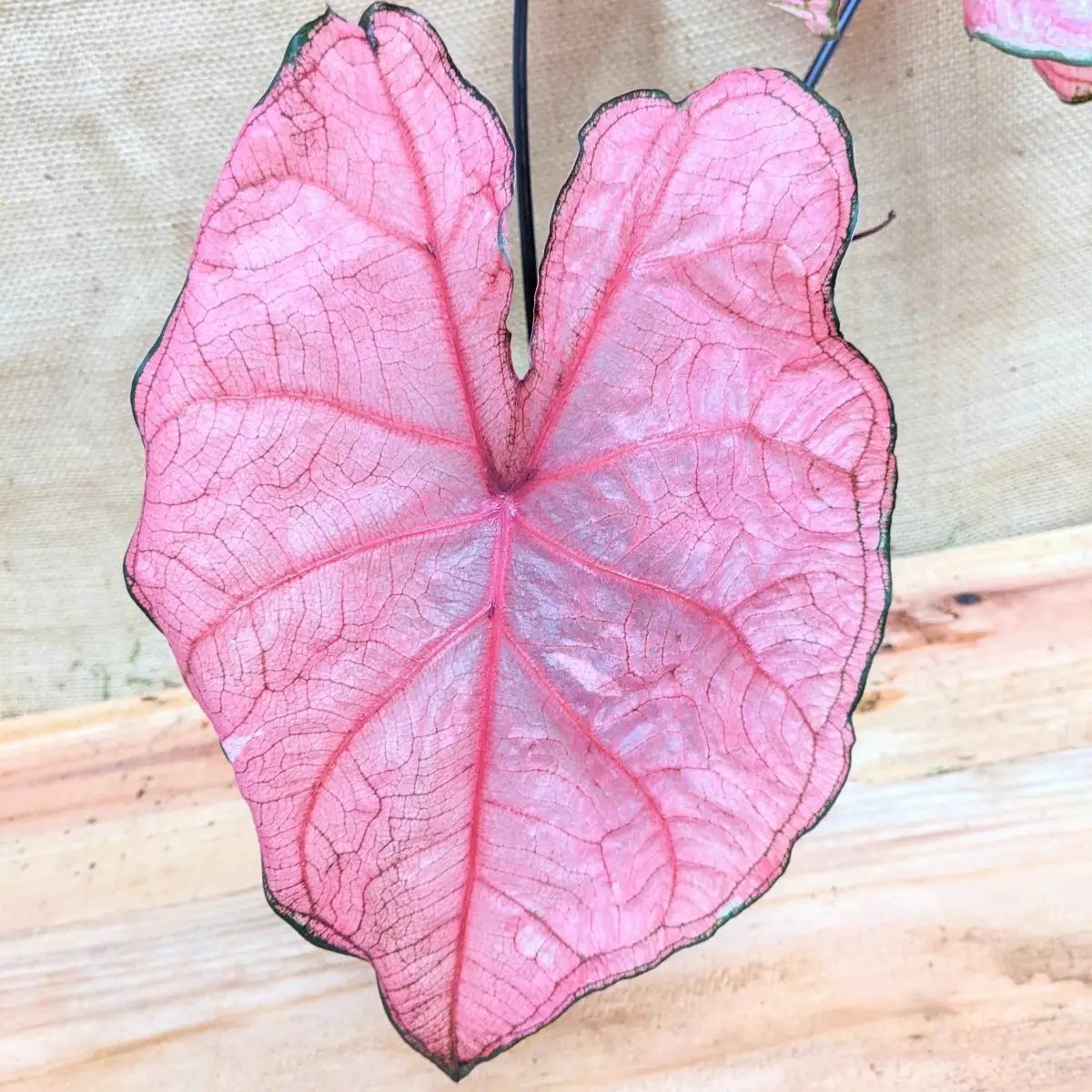 Caladium Mix Bulbs for Indoor and Outdoor Gardens