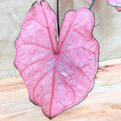 Caladium Mix Bulbs for Indoor and Outdoor Gardens