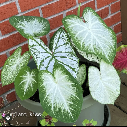 Caladium Mix Bulbs for Indoor and Outdoor Gardens