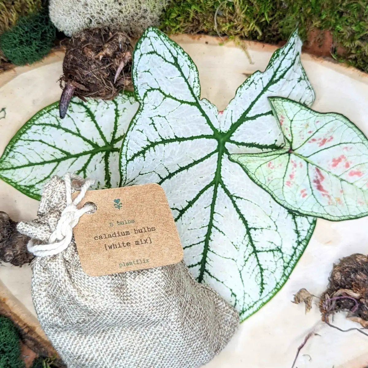 Caladium Mix Bulbs for Indoor and Outdoor Gardens