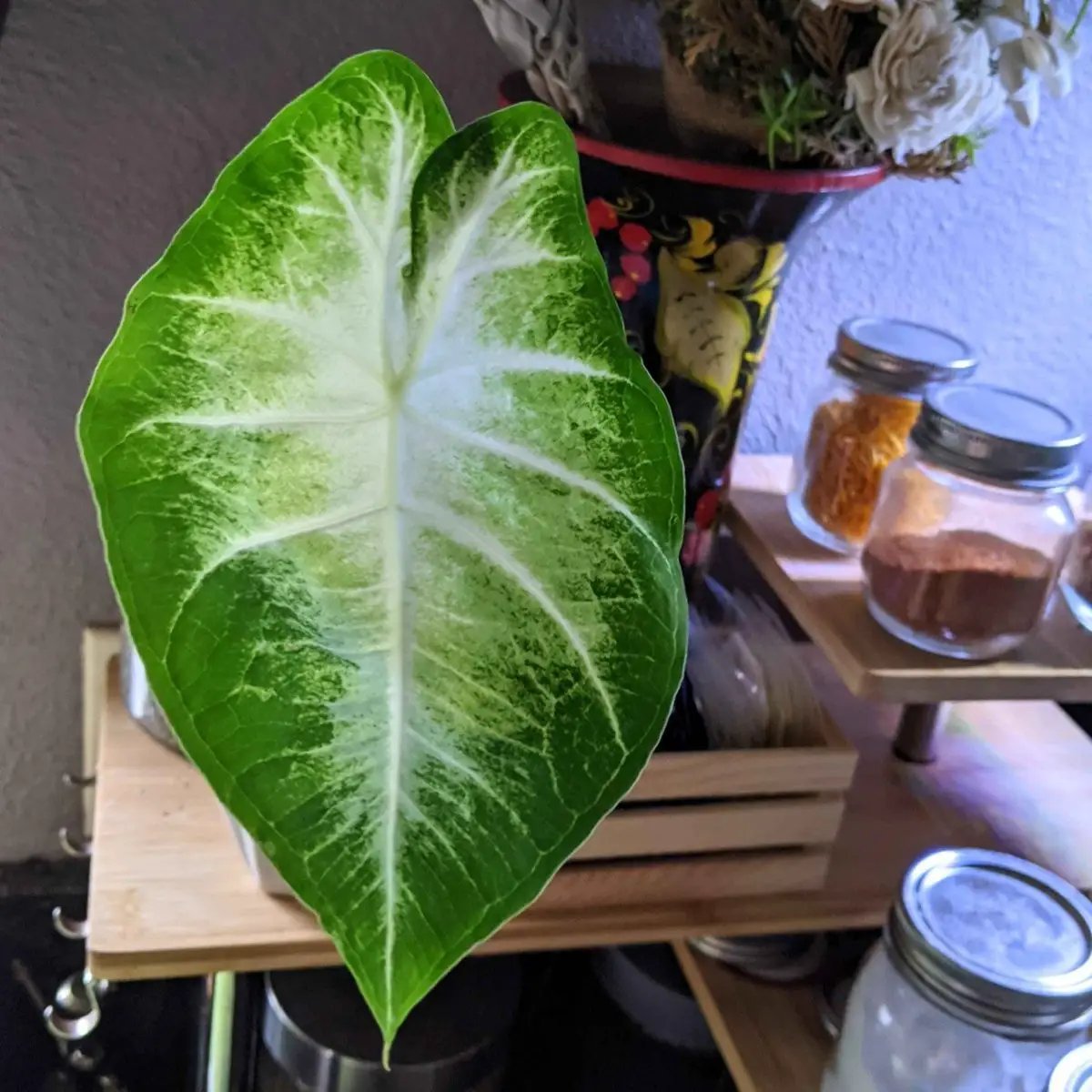 Caladium Mix Bulbs for Indoor and Outdoor Gardens