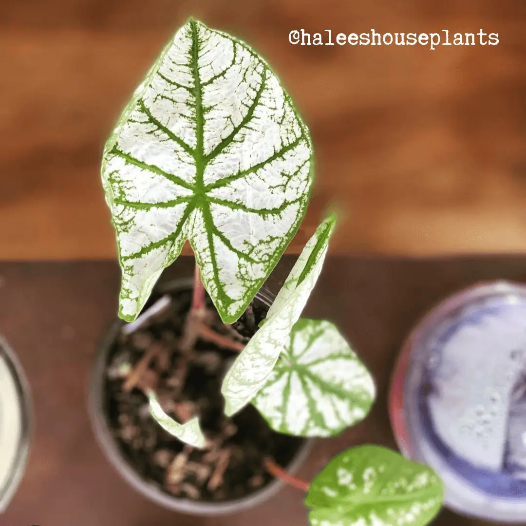 Caladium Mix Bulbs for Indoor and Outdoor Gardens