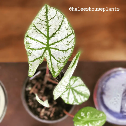 Caladium Mix Bulbs for Indoor and Outdoor Gardens