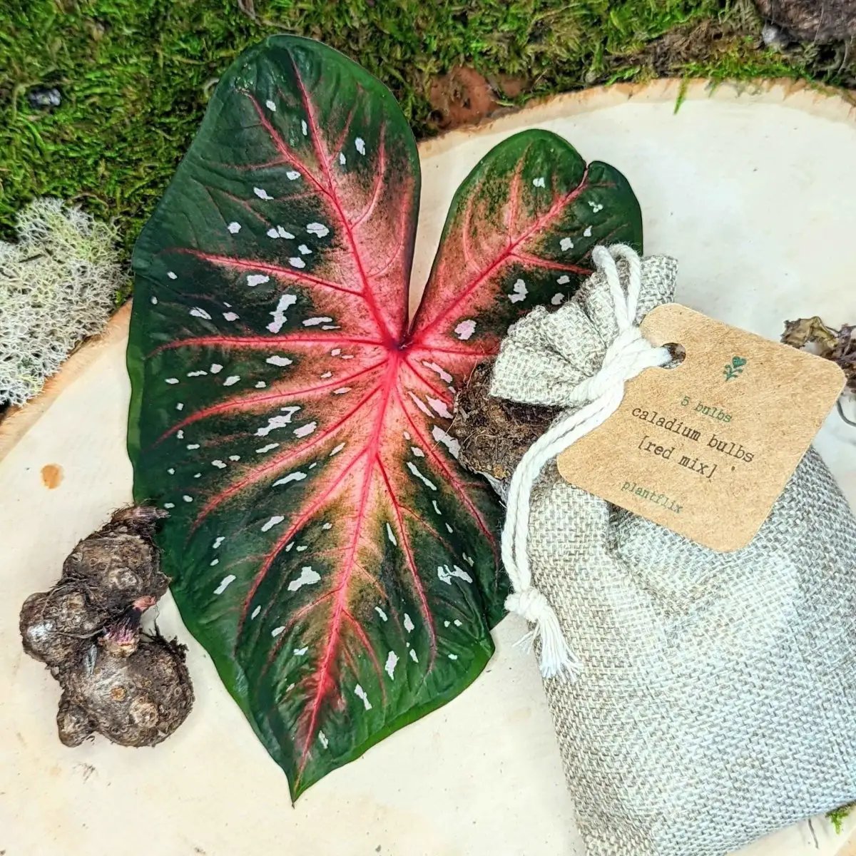 Caladium Mix Bulbs for Indoor and Outdoor Gardens