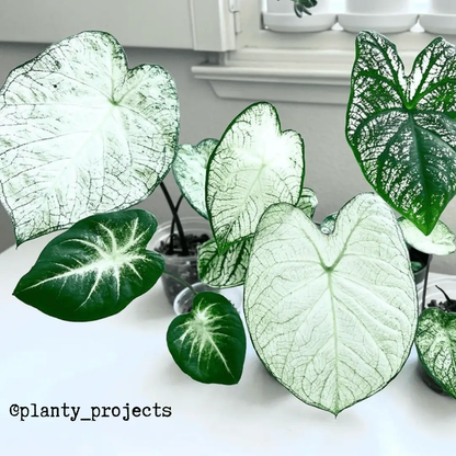 Caladium Mix Bulbs for Indoor and Outdoor Gardens