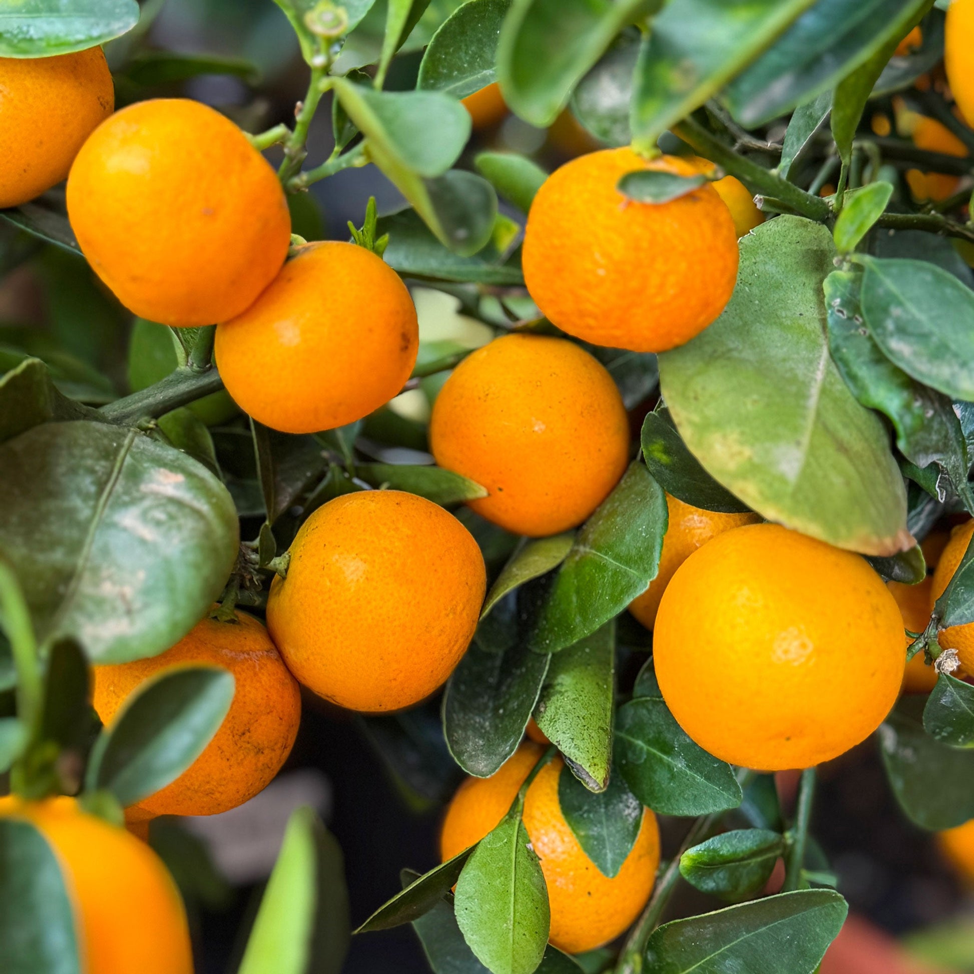 Calamondin Orange Tree plant with ripe orange fruits and glossy leaves on Tampa Home & Garden Store