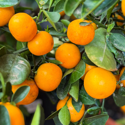 Calamondin Orange Tree plant with ripe orange fruits and glossy leaves on Tampa Home & Garden Store