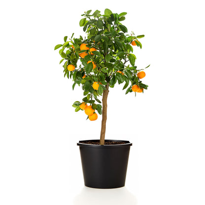Calamondin Orange Tree plant with lush green leaves and ripe orange fruit in a black pot on Tampa Home & Garden Store