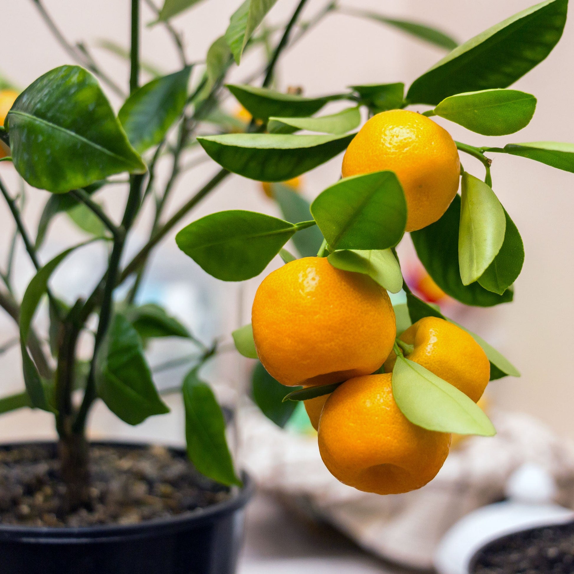 Calamondin orange tree plant with ripe oranges and glossy green leaves by Live Good Logistics on Tampa Home & Garden Store