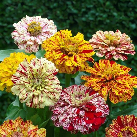 Candy Stripe Zinnia seeds with striped blooms yellow, cream, pink and red Seedtime Store on Tampa Home & Garden Store