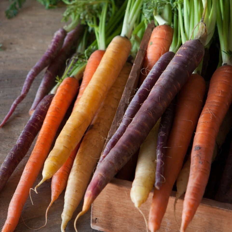 Rainbow Mix Carrot Seeds Seedtime Store, colorful orange purple yellow carrot roots in crate on Tampa Home & Garden Store