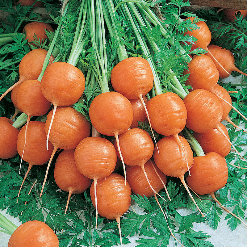 Graines de Carottes Parisiennes (Bio)