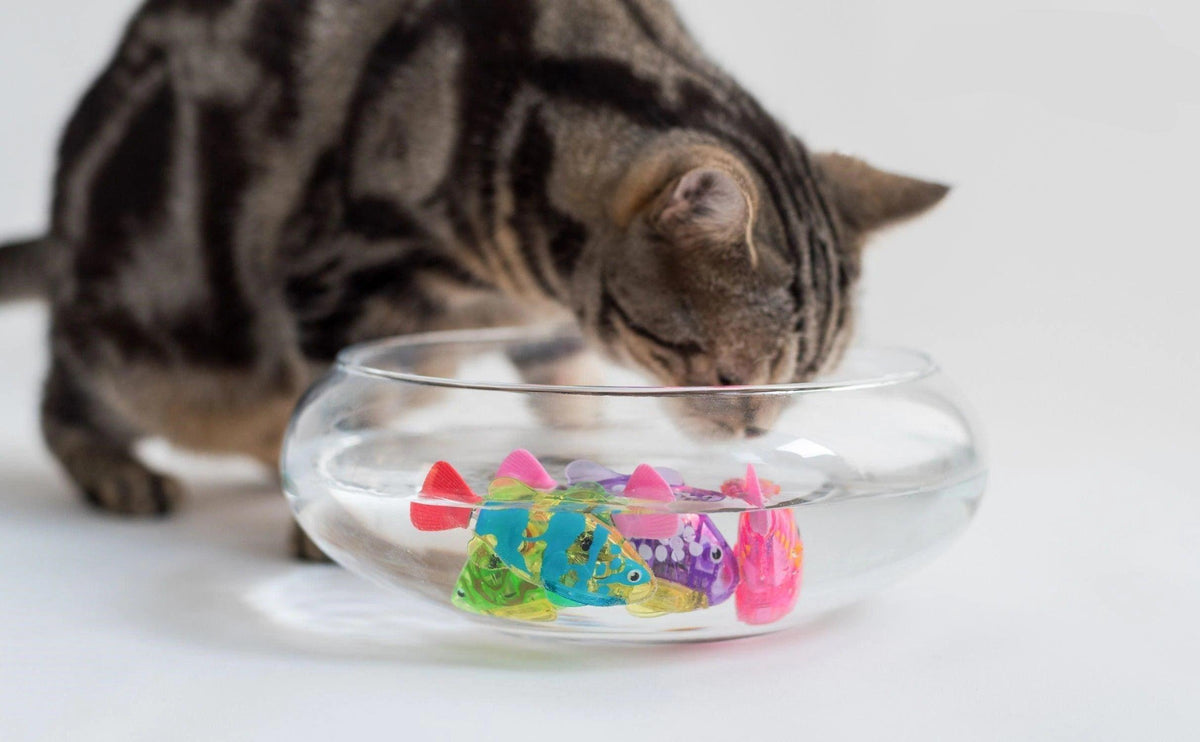Cat interactive electric fish toy in glass bowl with colorful plastic fish shapes on Tampa Home & Garden Store