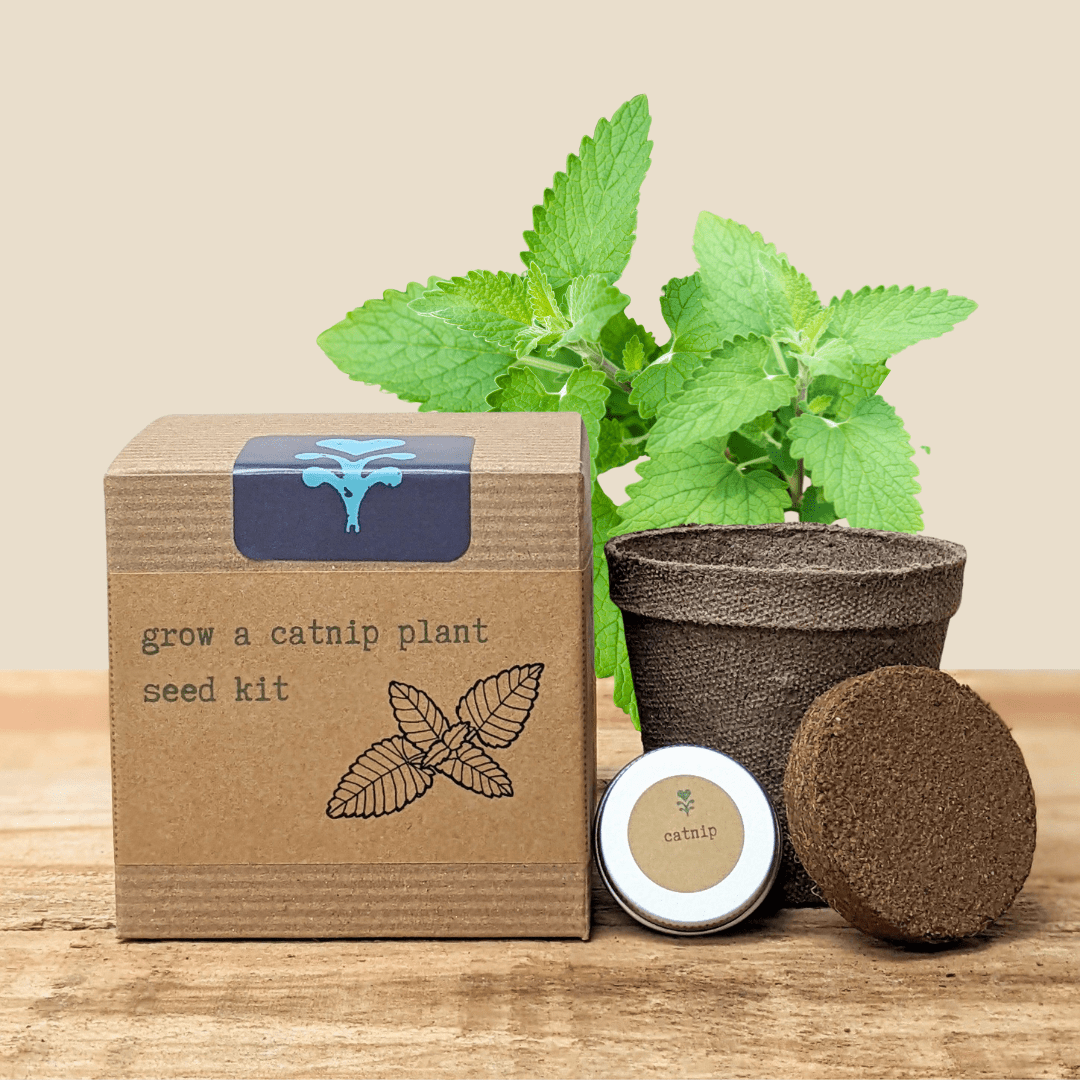Catnip Beginner Grow Kit